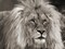 King of Africa Poster Print by Pangea Images - Item # VARPDX3AP4311